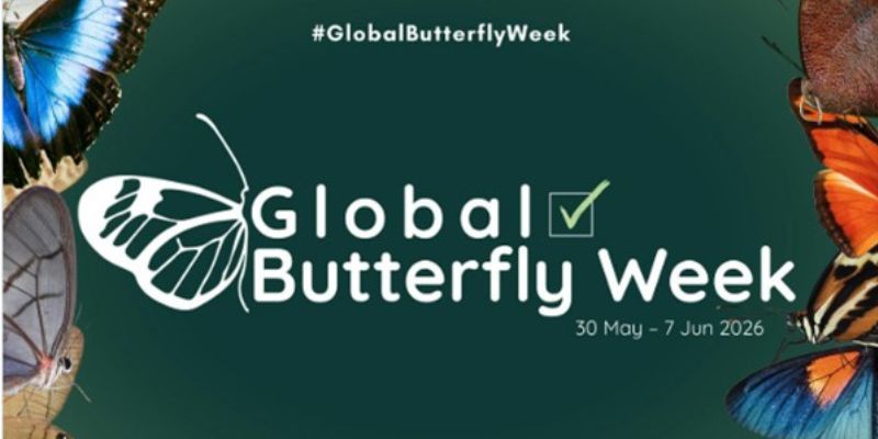 Global Butterfly Week article image